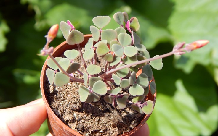 Oxalis Lima