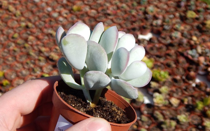 Cotyledon orbiculata Oophylla ojíněný sukulent