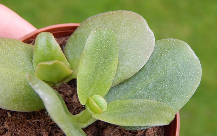 Crassula multicava