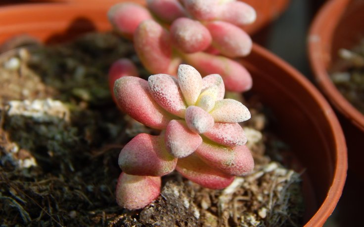 Crassula deltoidea variegata