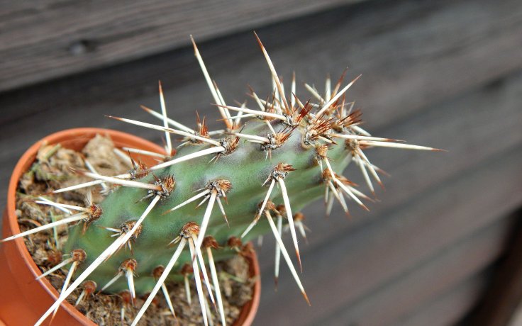 Opuntia erinacea var. utahensis - winter catus