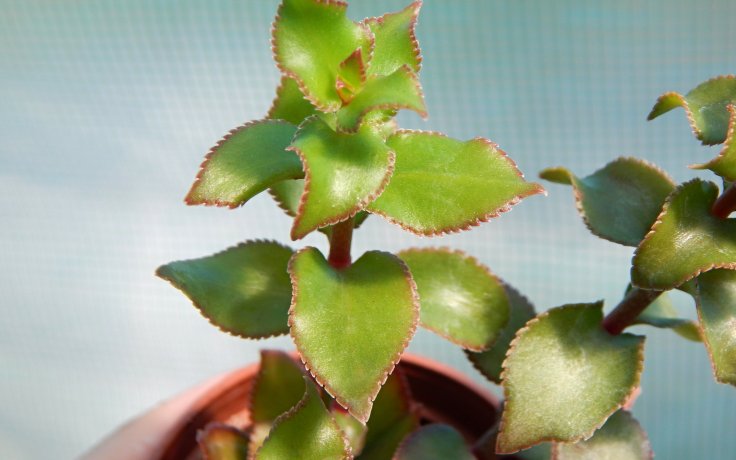 Crassula sarmentosa tlustice z Afriky