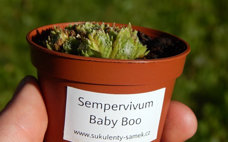 Sempervivum Baby Boo - houseleek