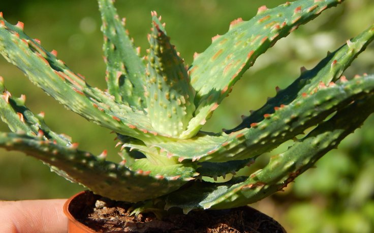 Aloe Spike pokojovka nenáročná