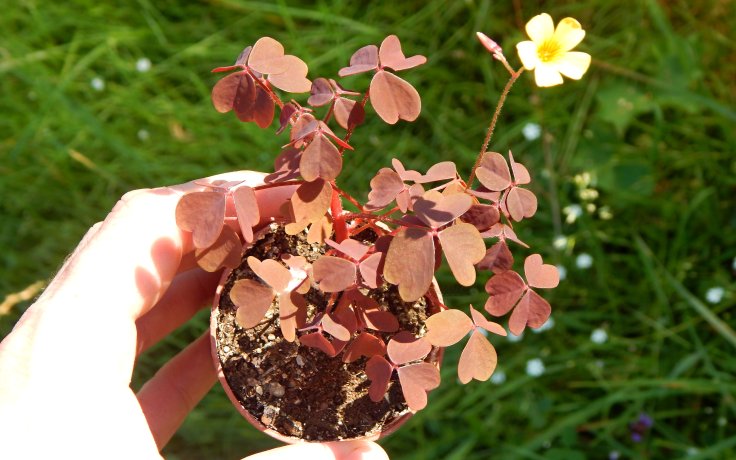 Oxalis vulcanicola (Lávový šťavel)