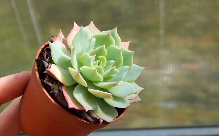 Echeveria Best Western