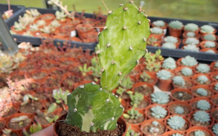 Opuntia jamaicensis variegata Ghost - panašovaný kaktus