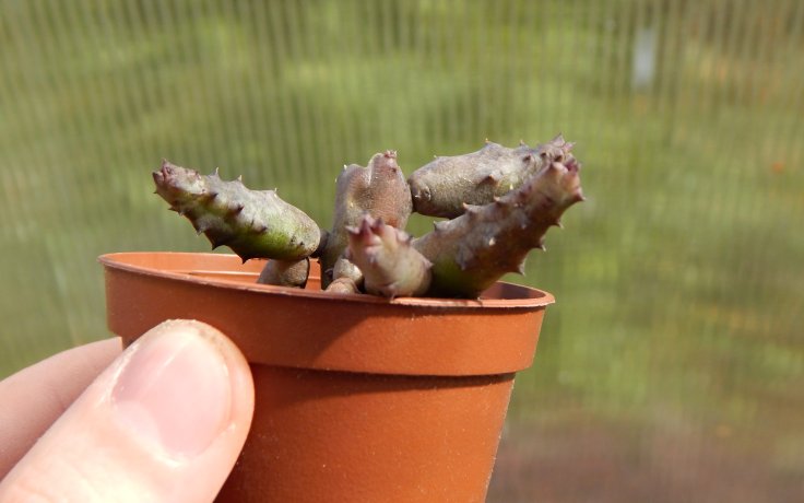Huernia pendula houseplant