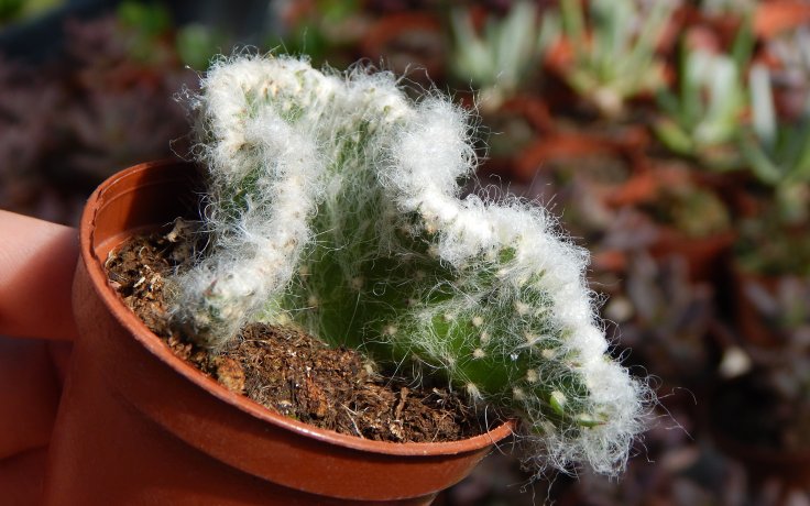Austrocylindropuntia vestita cristata kaktusy