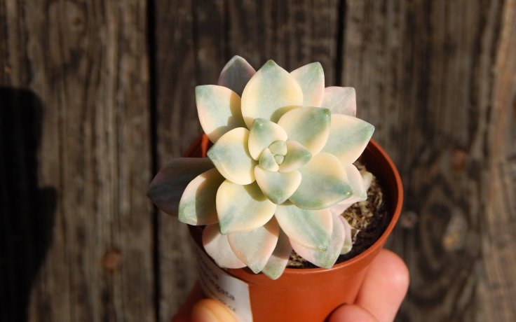 Graptoveria Titubans variegata - sukulenty a pokojovky