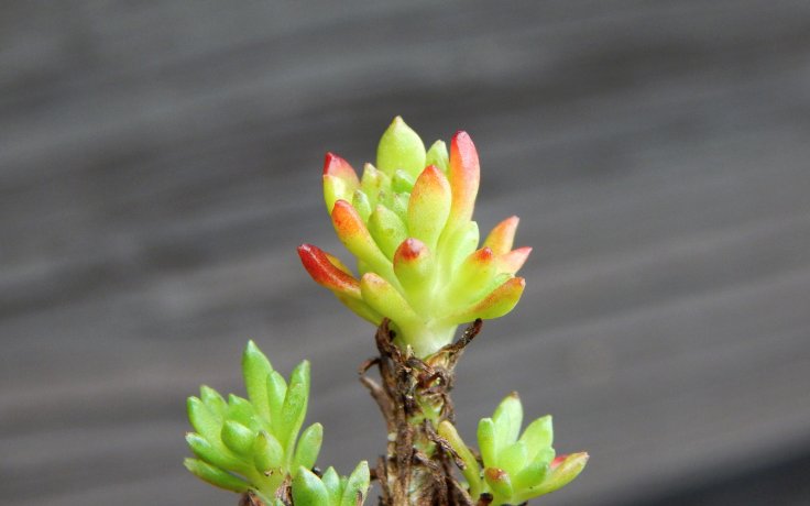 Sedum stenopetalum