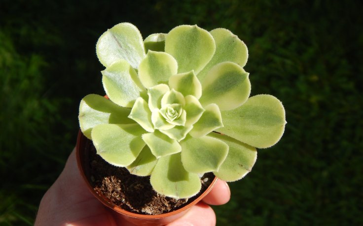Aeonium Green Bean - tree succulent