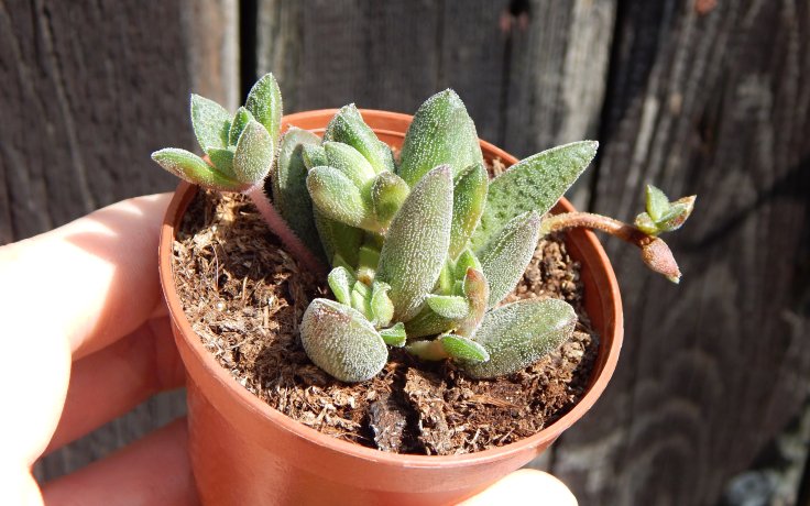 Crassula × justi-corderoyi