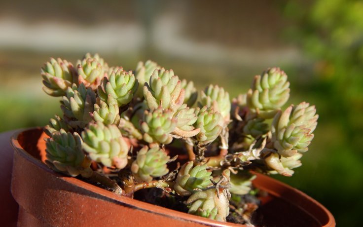 Sedum urvillei