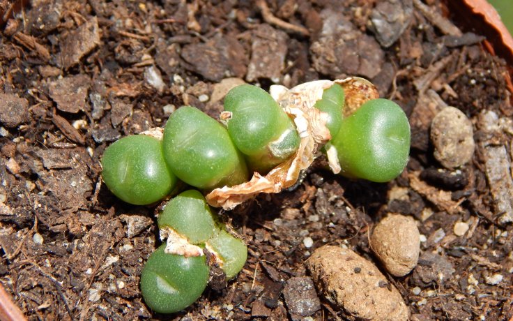 Conophytum minutum var. nudum sukulenty