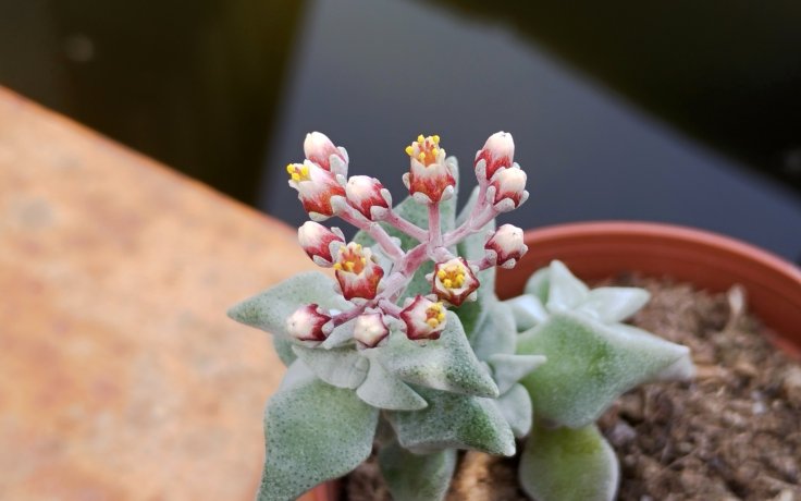 Crassula deltoidea flower