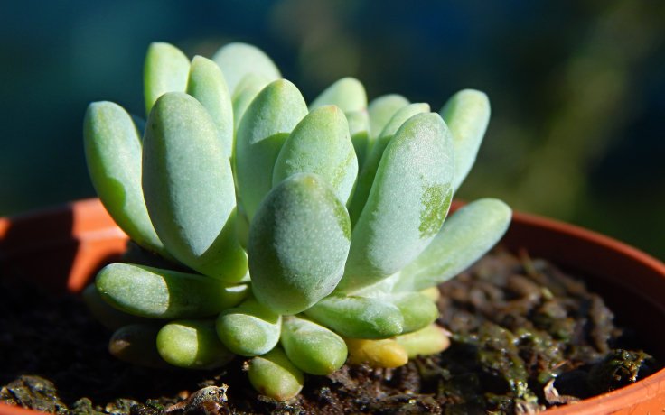 Graptopetalum saxifragoides var. farinifera