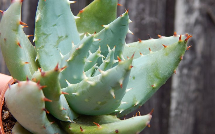 Aloe peglerae sukulenty a kaktusy