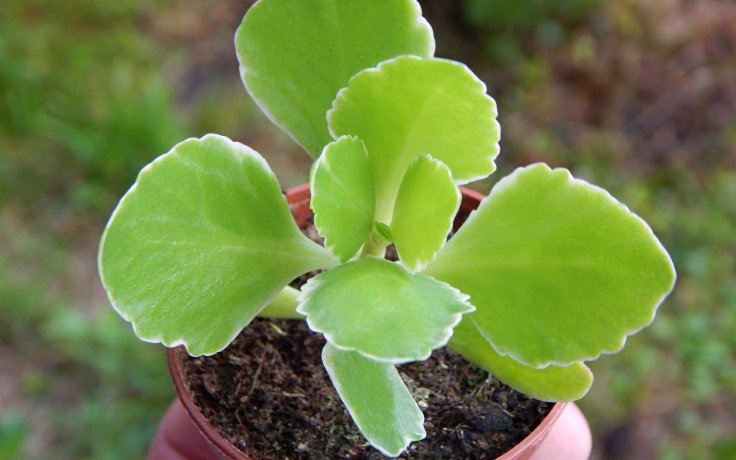Kalanchoe Debora