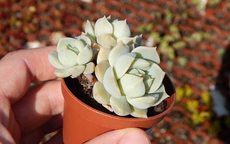 Graptoveria Titubans sukulentní rostlina