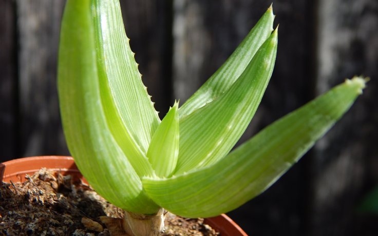 Aloe ibitiensis madagaskarský sukulent