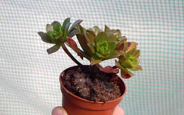 Aeonium Bronze Medal