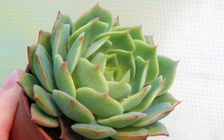 Echeveria Ramillete sukulent na prodej