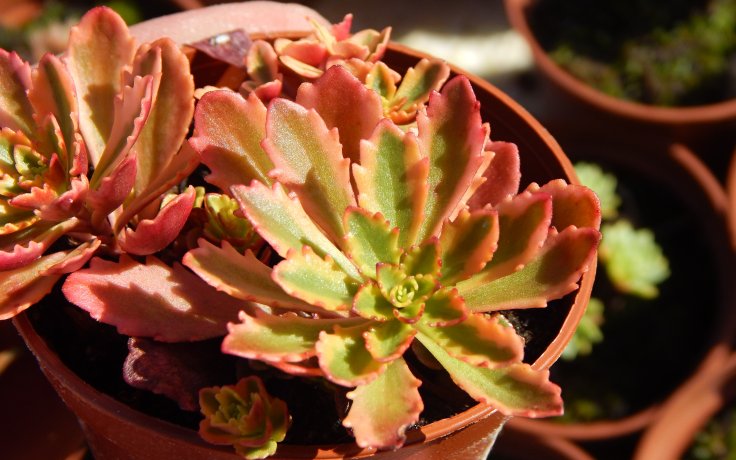 Sedum middendorfianum variegata - rozchodník na ven