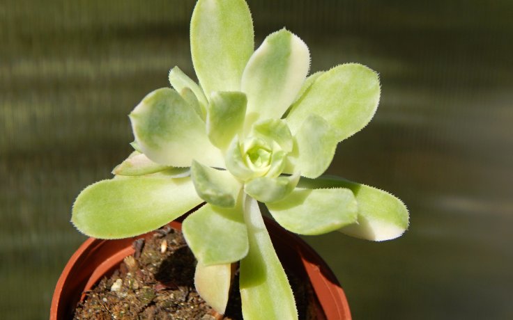 Aeonium castello-paivae Harry Mak