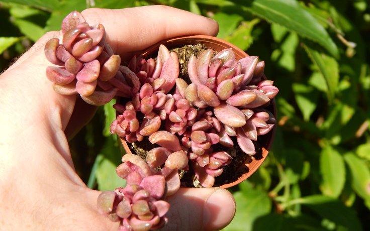 Lenopetalum Chocolate & Strawberries