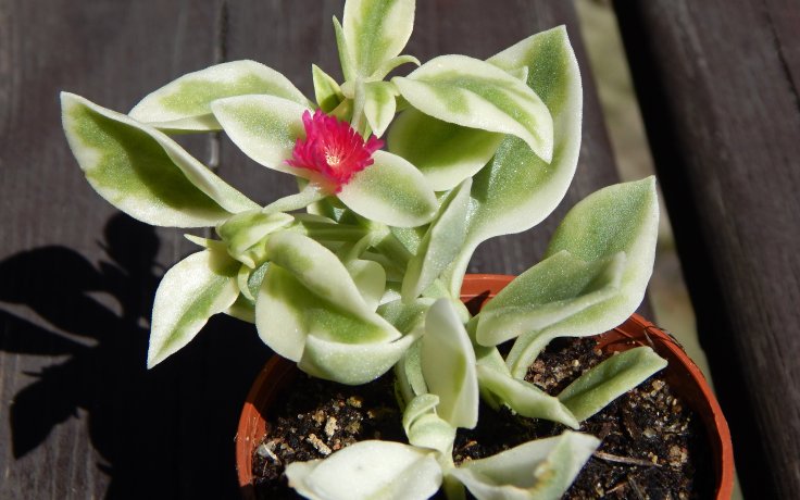 Dorotheanthus bellidiformis variegata
