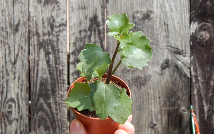 Senecio angulatus