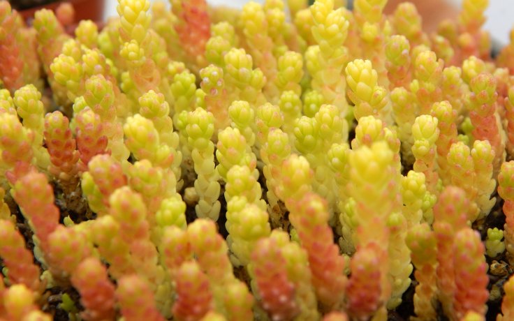 Sedum acre Queen Yellow