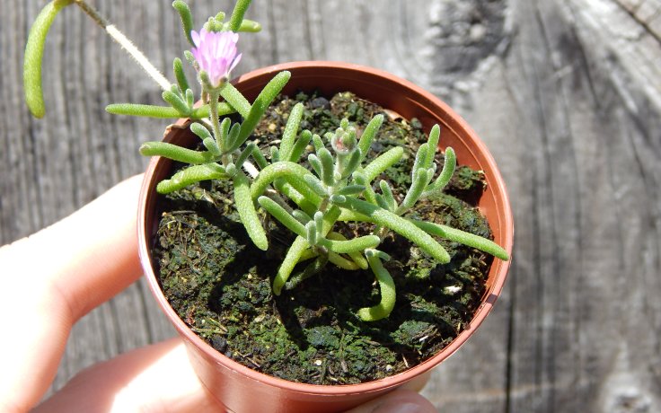 Drosanthemum hispidum