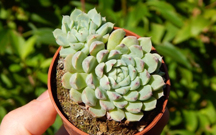 Echeveria Meetup