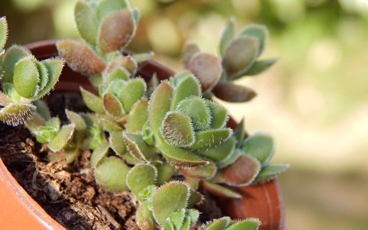 Crassula lanuginosa var. pachystemon David