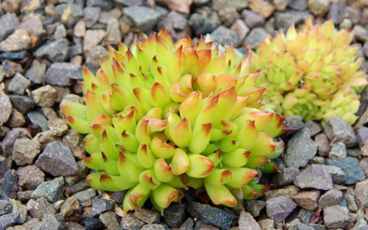 Sempervivum Pelora - houseleek