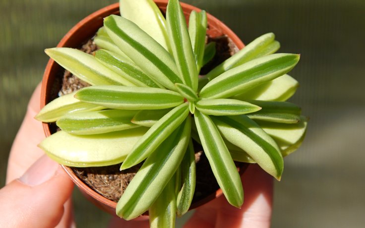 Peperomia Fire Sparks - pepřinec