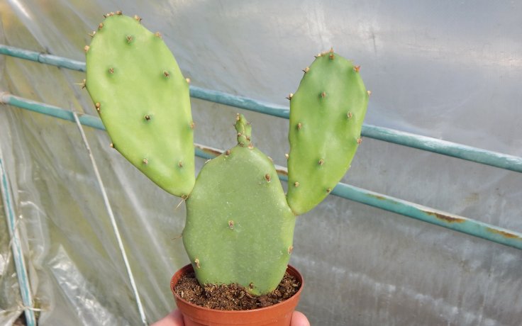 Opuntia orbiculata - kaktus
