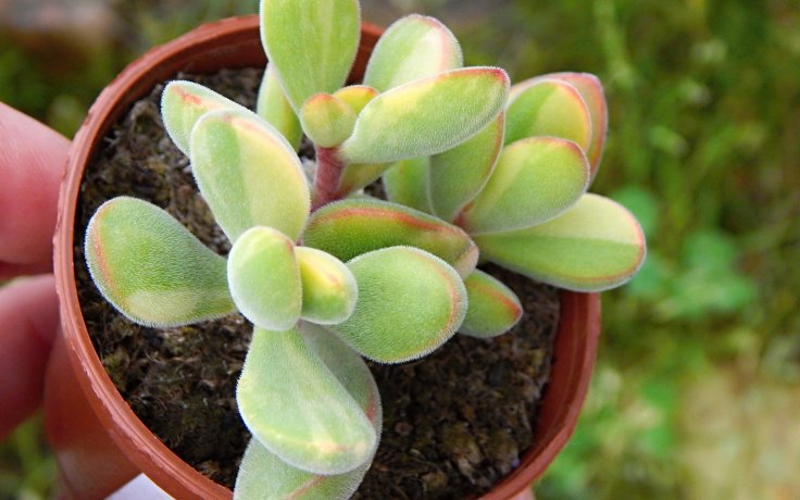 Crassula rogersii variegata - succulents for sale