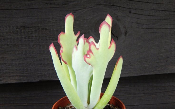 Cotyledon orbiculata Takbok - Sukulent