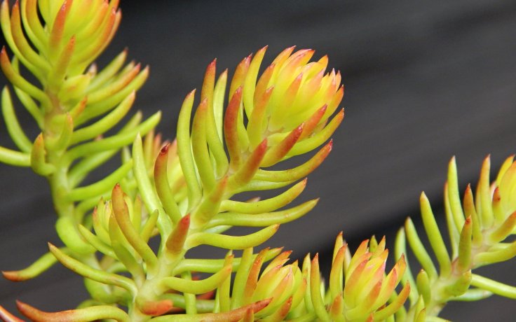 Sedum reflexum Angelina