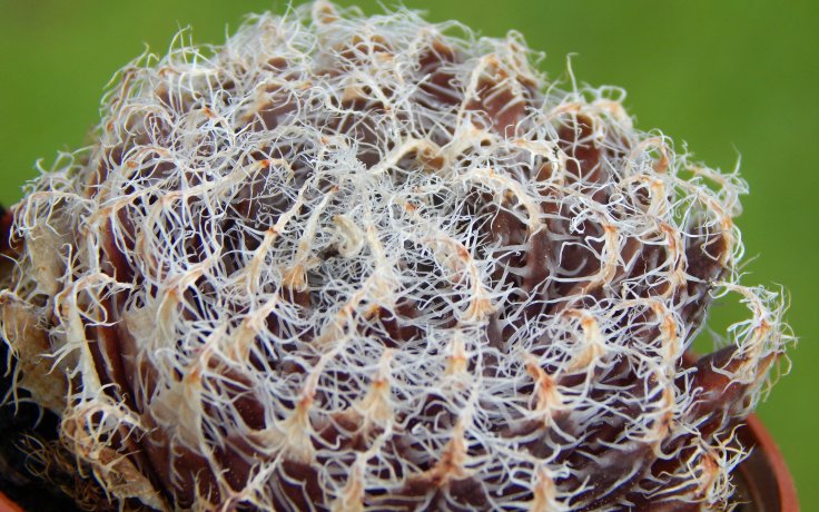 Haworthia arachnoidea var. setata