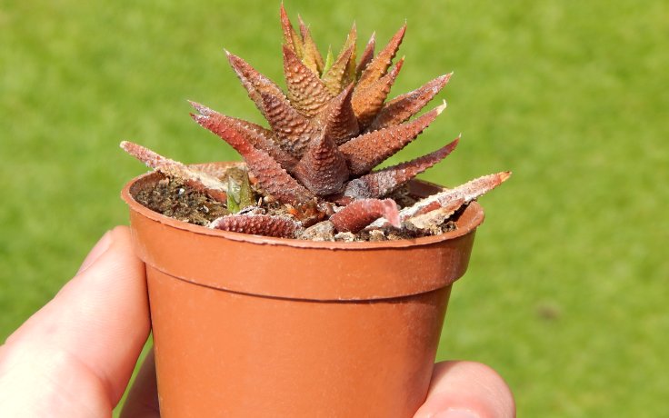 Haworthia rugosa
