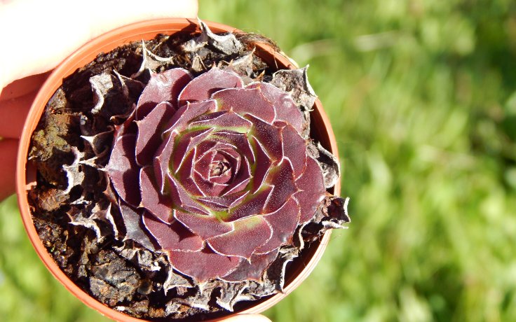 Jovibarba heuffelii Beata