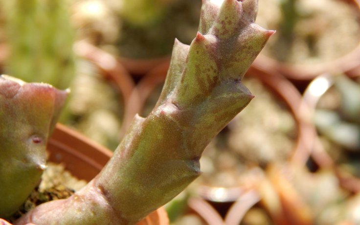 Huernia pendula sukulent kvetoucí