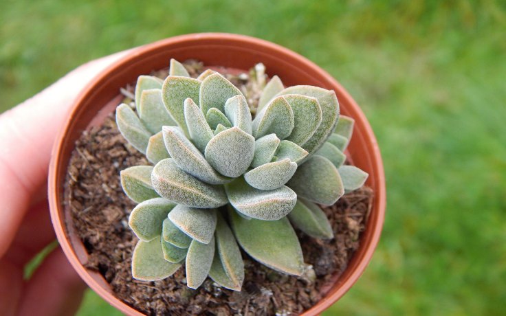 Crassula Stone Age Silver - hybrid