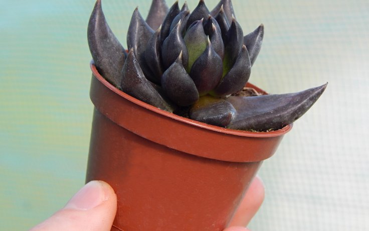 Echeveria Black Knight