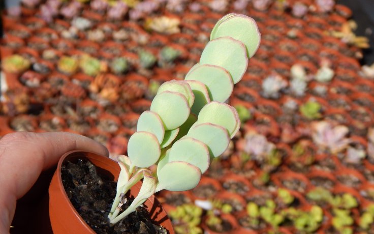 Kalanchoe marnieriana sukulent