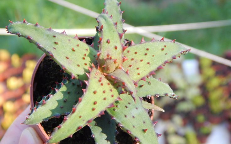 Aloe castilloniae (Itampolo)